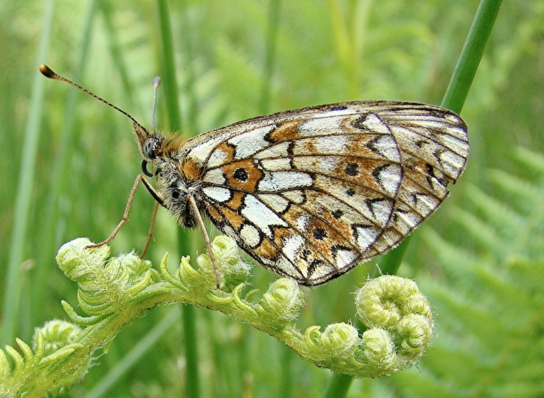 small pearl-bordered fritillary